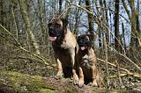 BULLMASTIFF 388